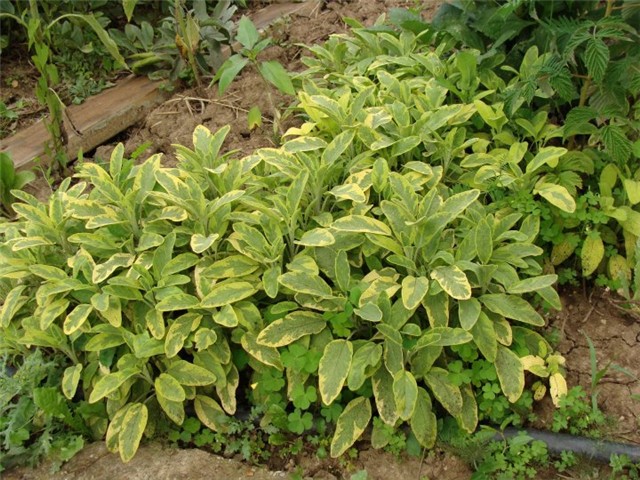 salvia icterina
